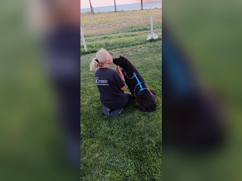 Irish Wolfhound-Mix-Mädchen sucht artgerechtes Zuhause