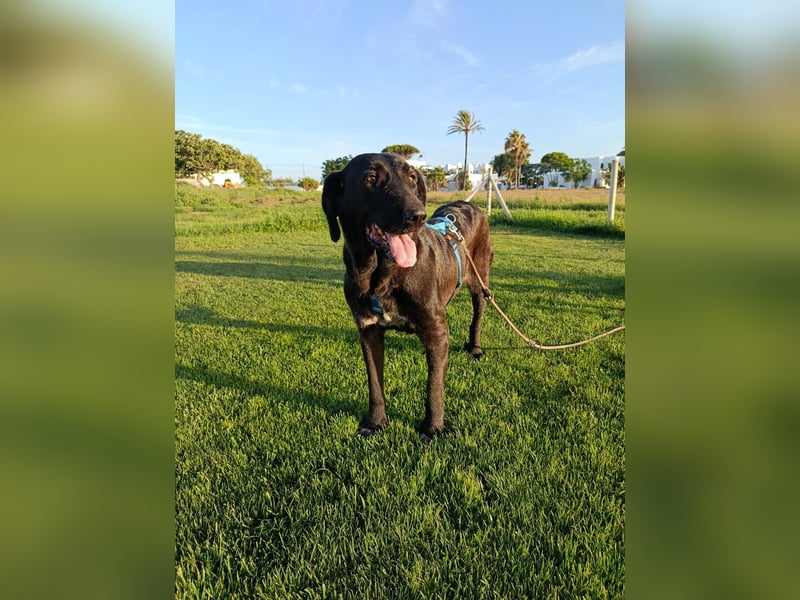 Irish Wolfhound-Mix-Mädchen sucht artgerechtes Zuhause
