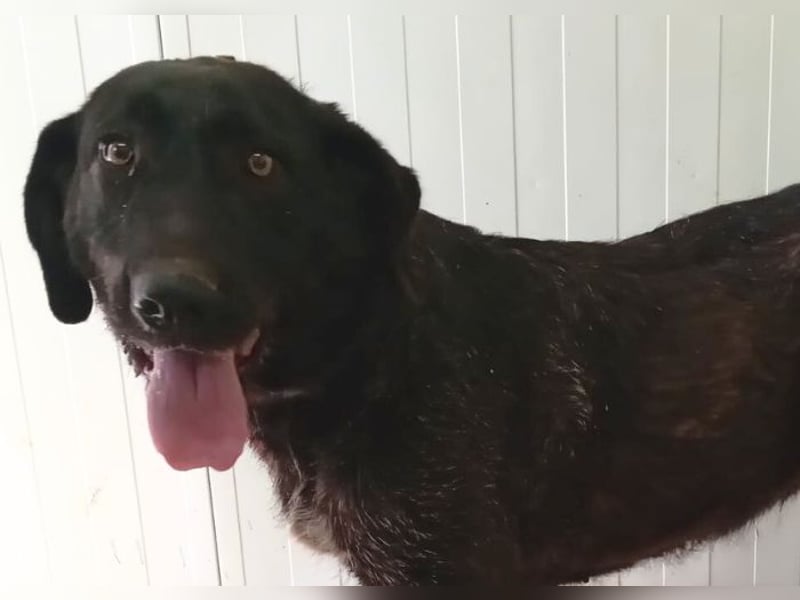 Irish Wolfhound-Mix-Mädchen sucht artgerechtes Zuhause