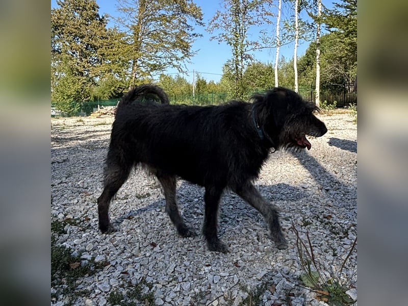Gulliver ein großer Engel