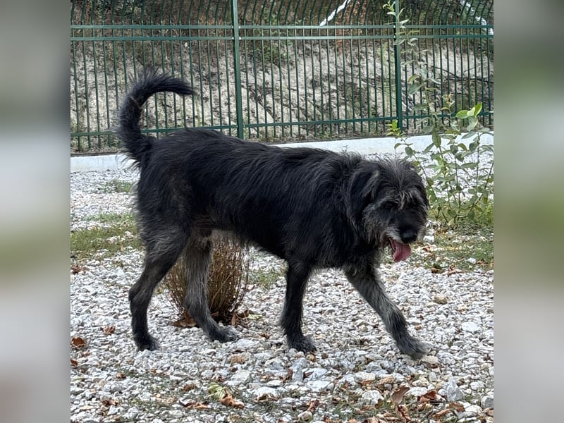 Gulliver ein großer Engel