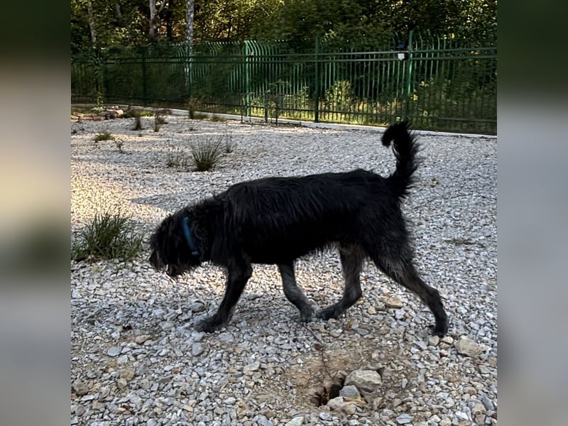 Gulliver ein großer Engel