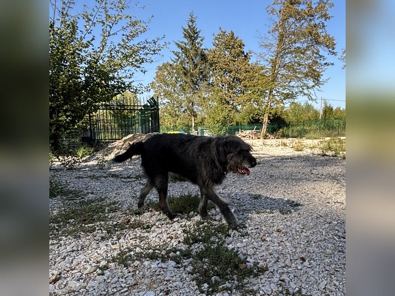 Gulliver ein großer Engel
