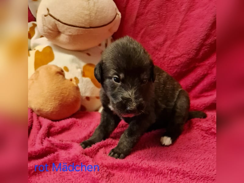Wunderschöne Irish Wolfhound Welpen