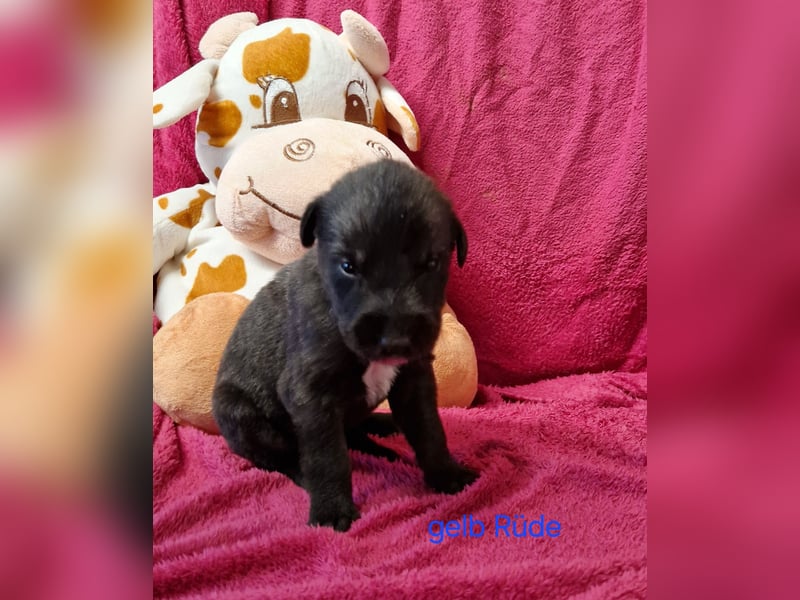 Wunderschöne Irish Wolfhound Welpen