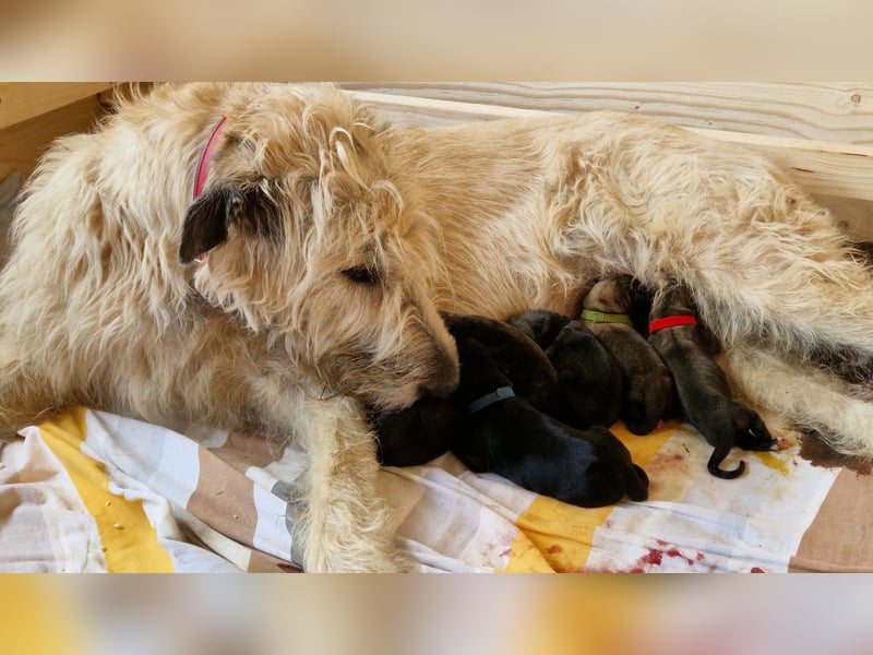 Irish Wolfhound Welpen