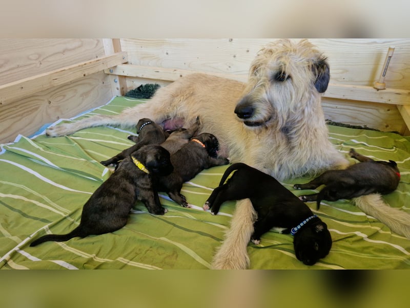 Irish Wolfhound Welpen