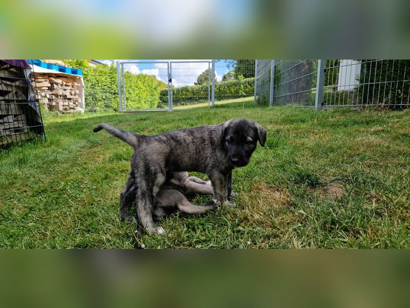 Irish Wolfhound Welpen