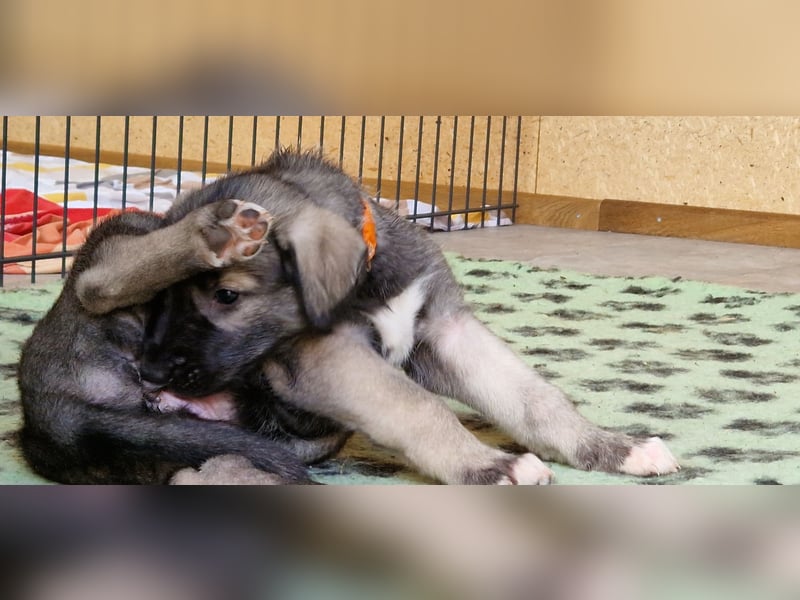 Irish Wolfhound Welpen