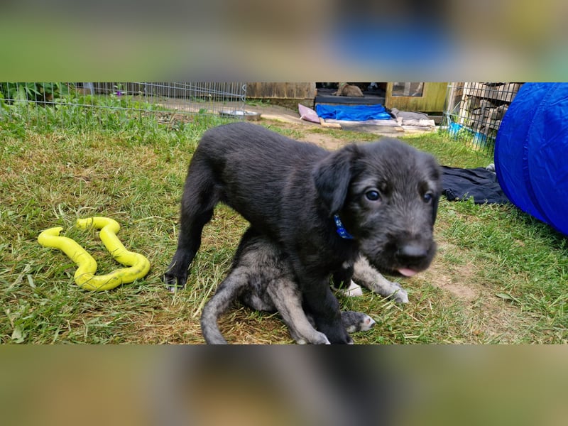 Irish Wolfhound Welpen