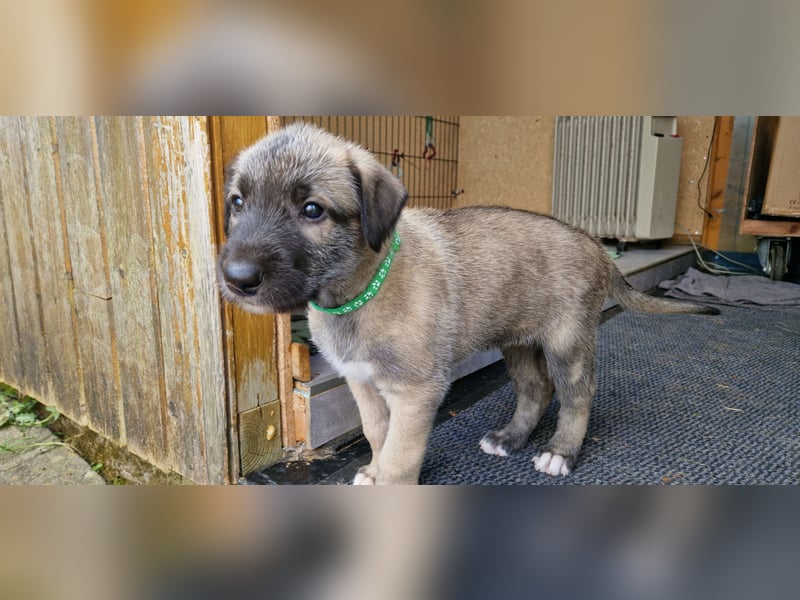 Irish Wolfhound Welpen