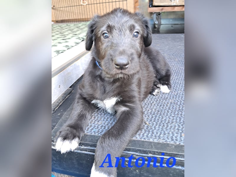 Irish Wolfhound Welpen
