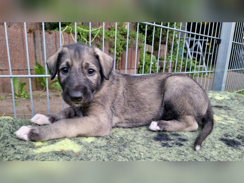 Irish Wolfhound Welpen