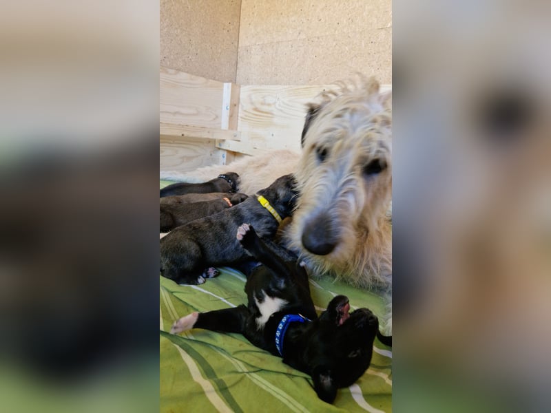 Irish Wolfhound Welpen