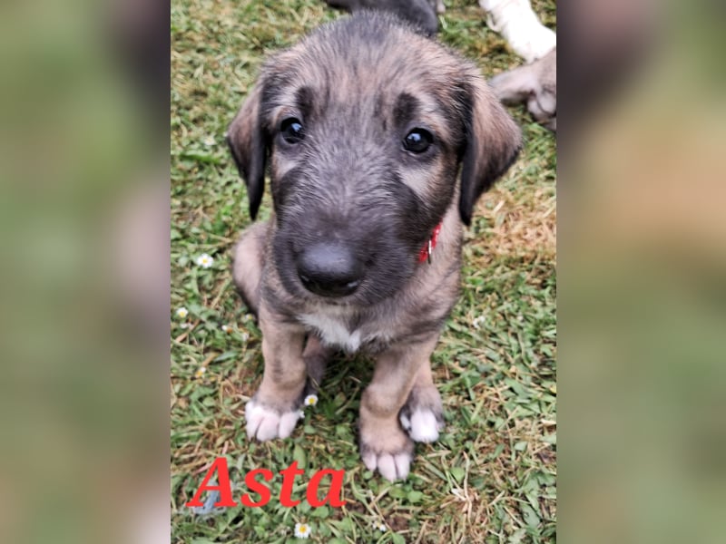 Irish Wolfhound Welpen