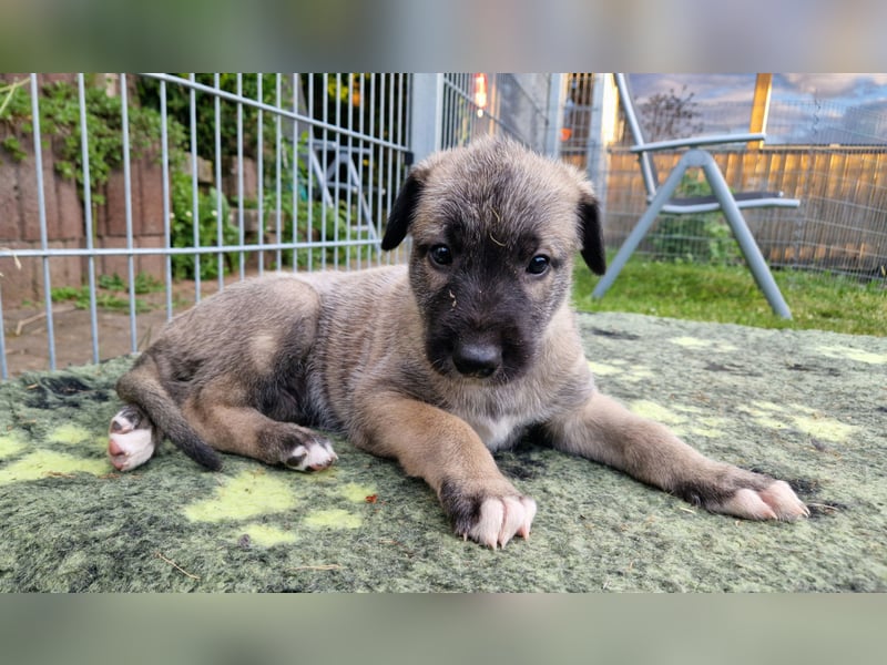 Irish Wolfhound Welpen