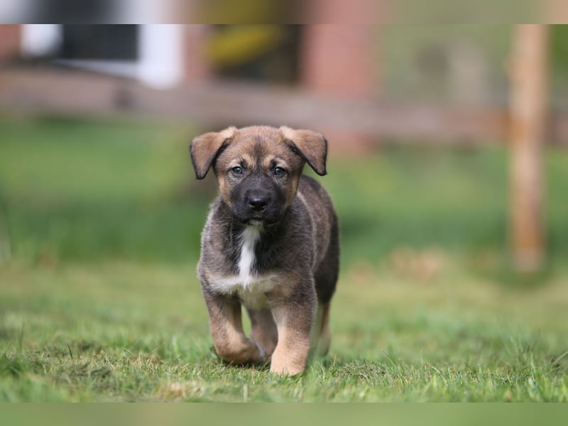 Irisher Wolfhound mischling