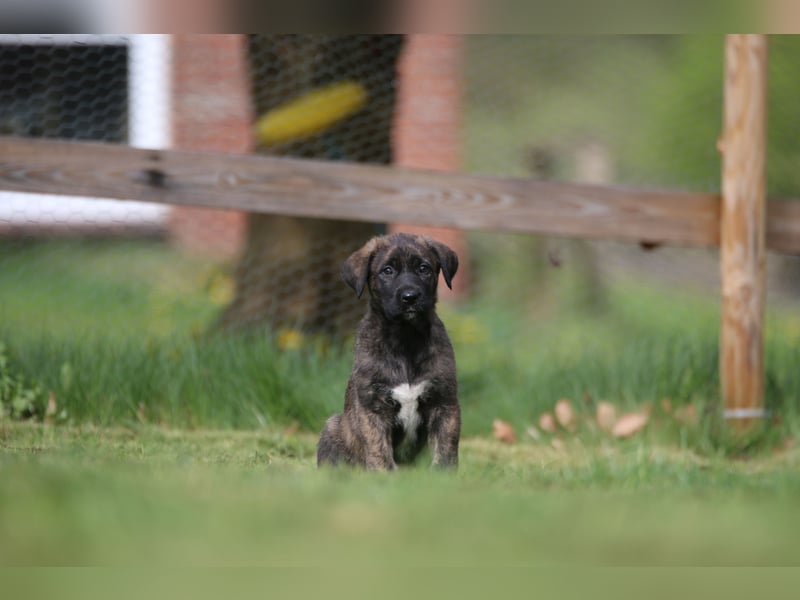 Irisher Wolfhound mischling