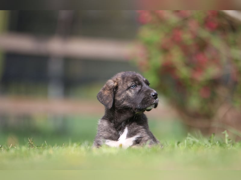 Irisher Wolfhound mischling