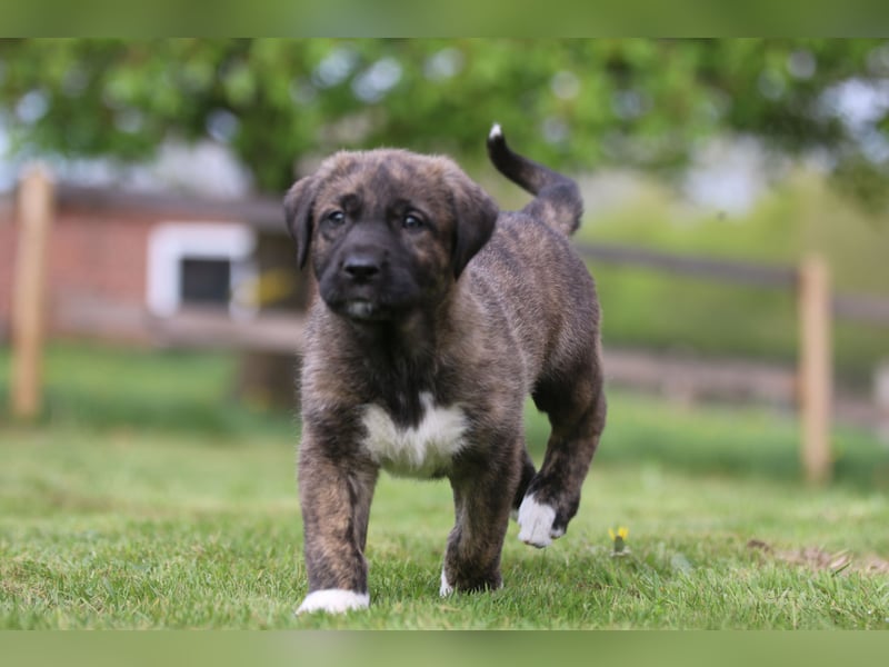 Irisher Wolfhound mischling