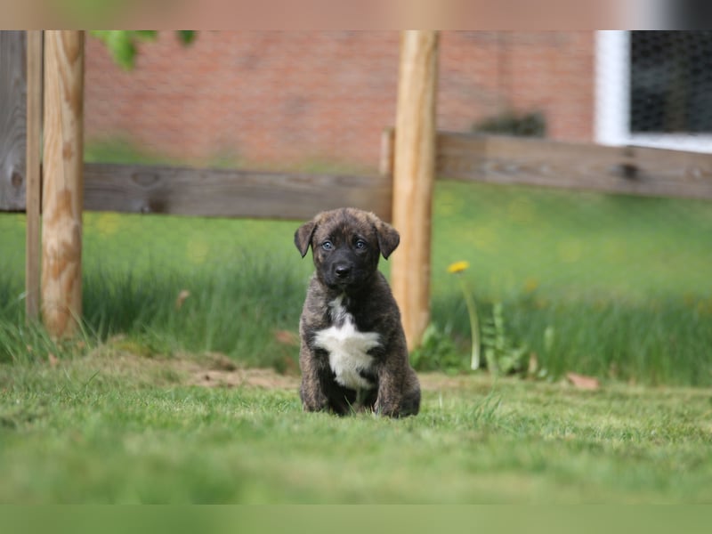 Irisher Wolfhound mischling