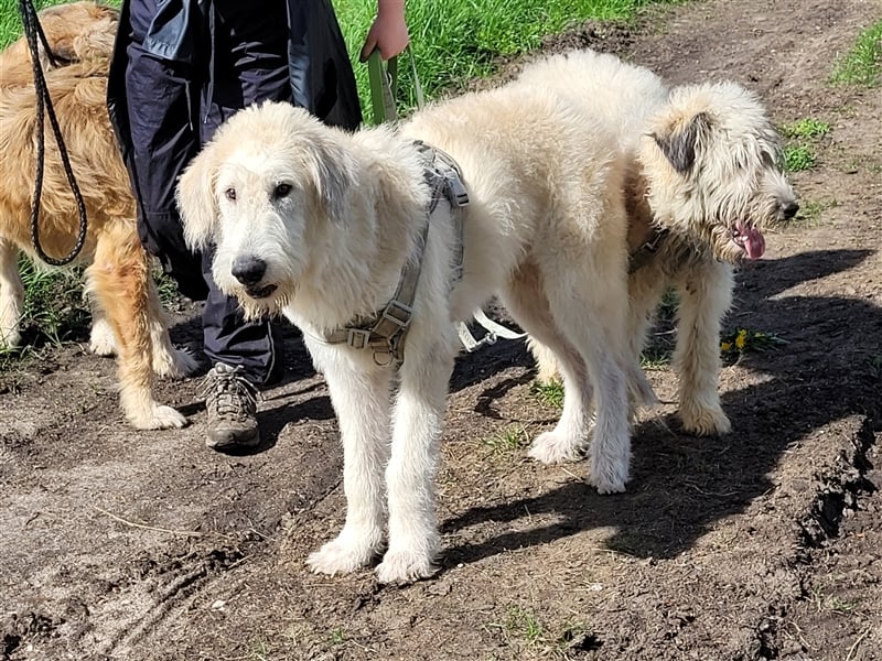 Irische Wolfshund Mischlinge