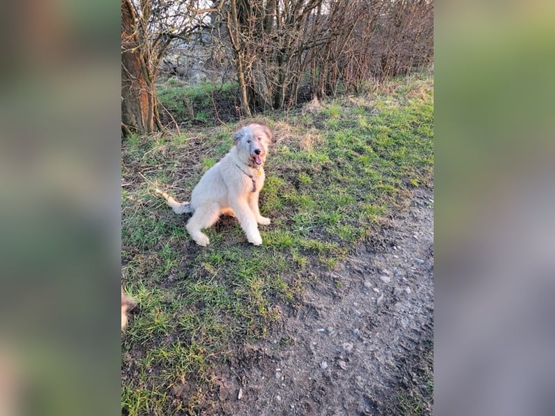 Irische Wolfshund Mischlinge