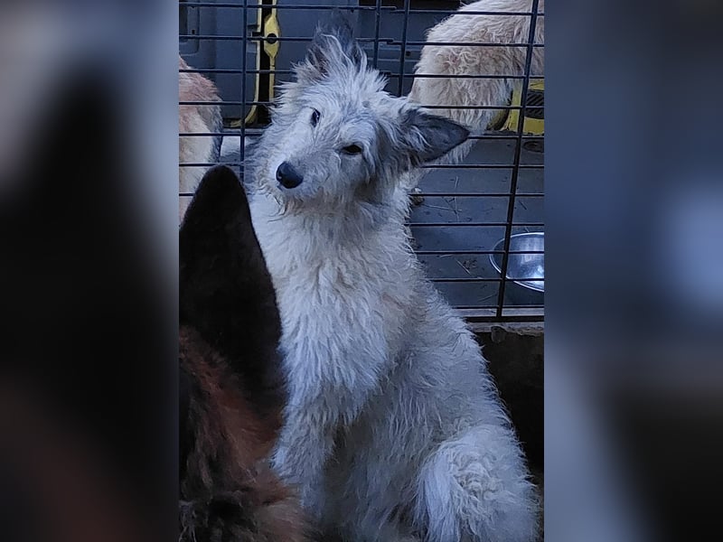 Irischer Wolfshund - Mischlinge