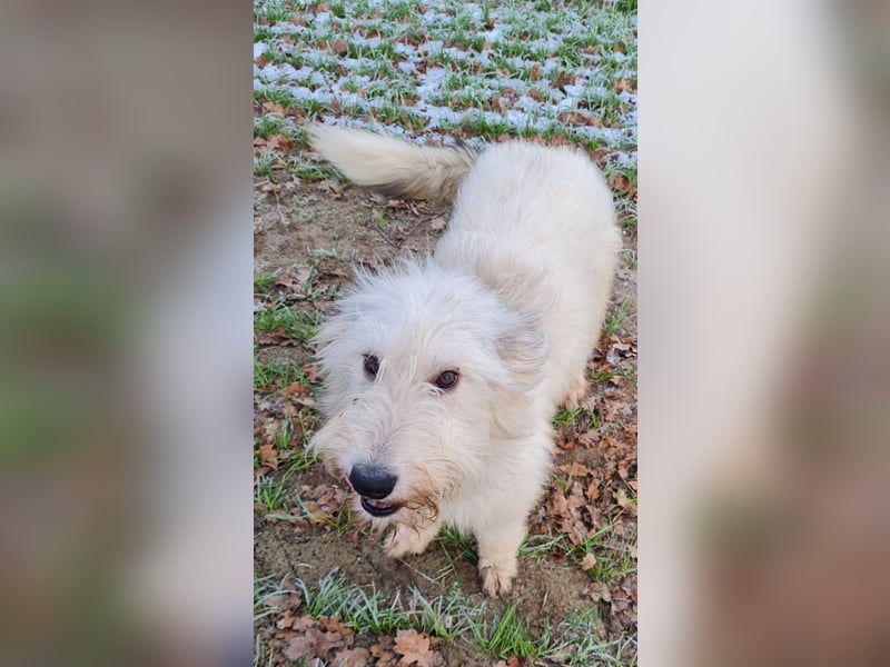 Irischer Wolfshund - Mischlinge