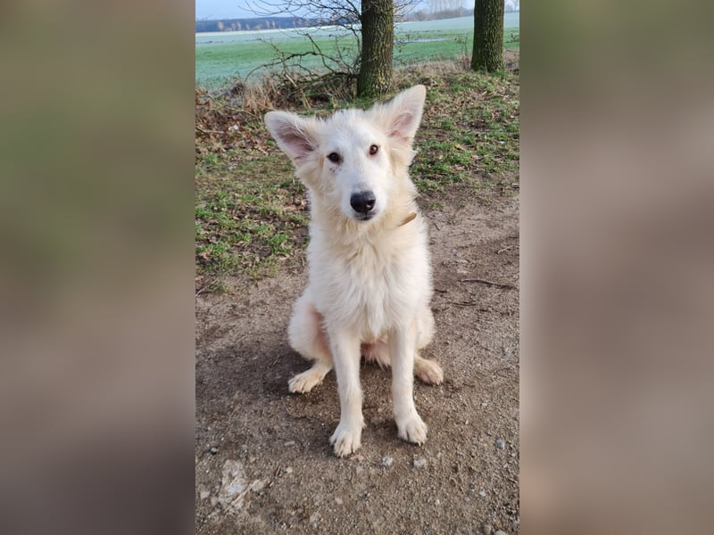 Irischer Wolfshund - Mischlinge