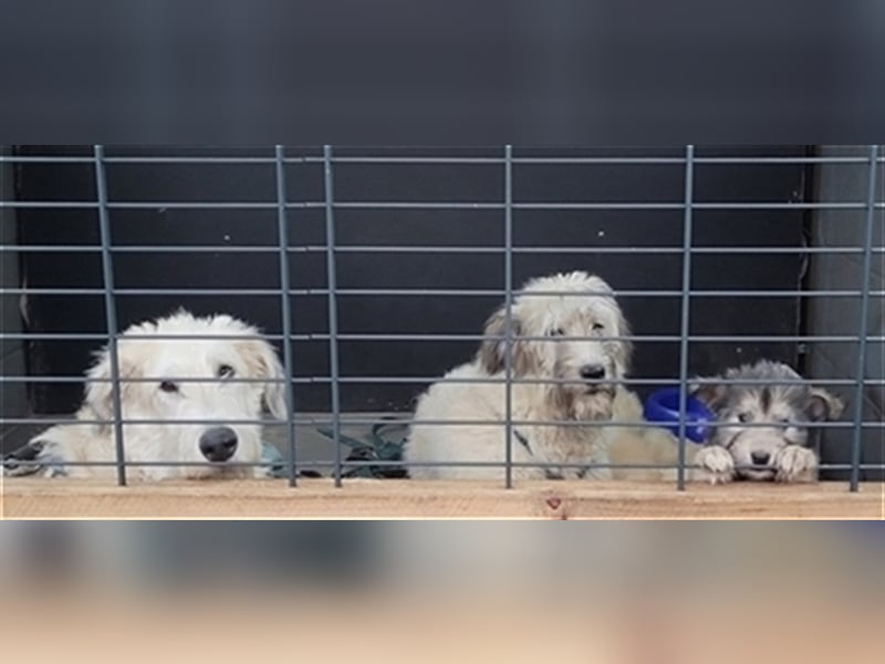 Irische Wolfshund Mischlinge