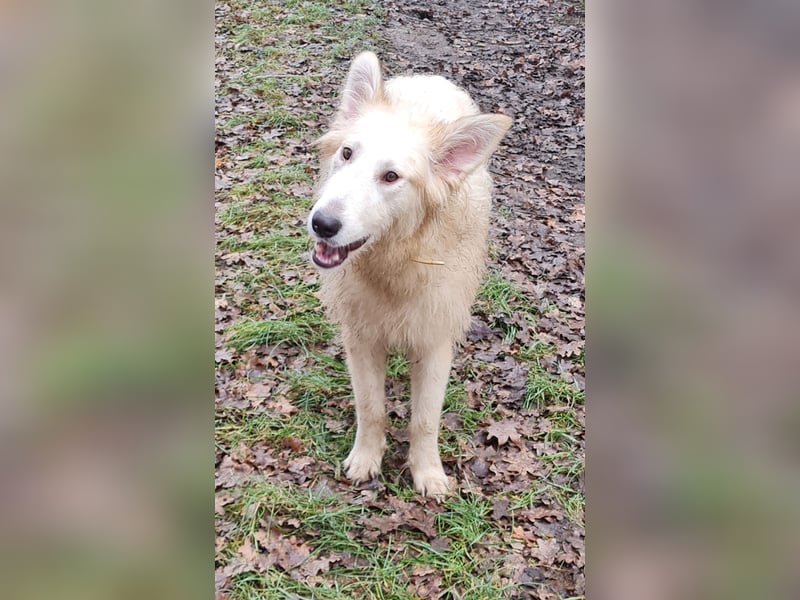 Irischer Wolfshund - Mischlinge