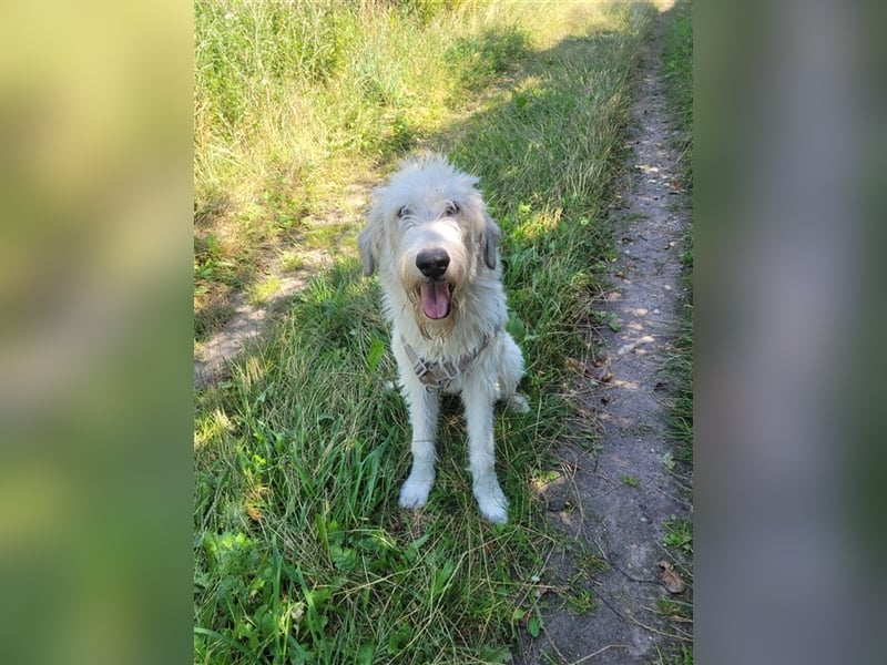 Irische Wolfshund Mischlinge