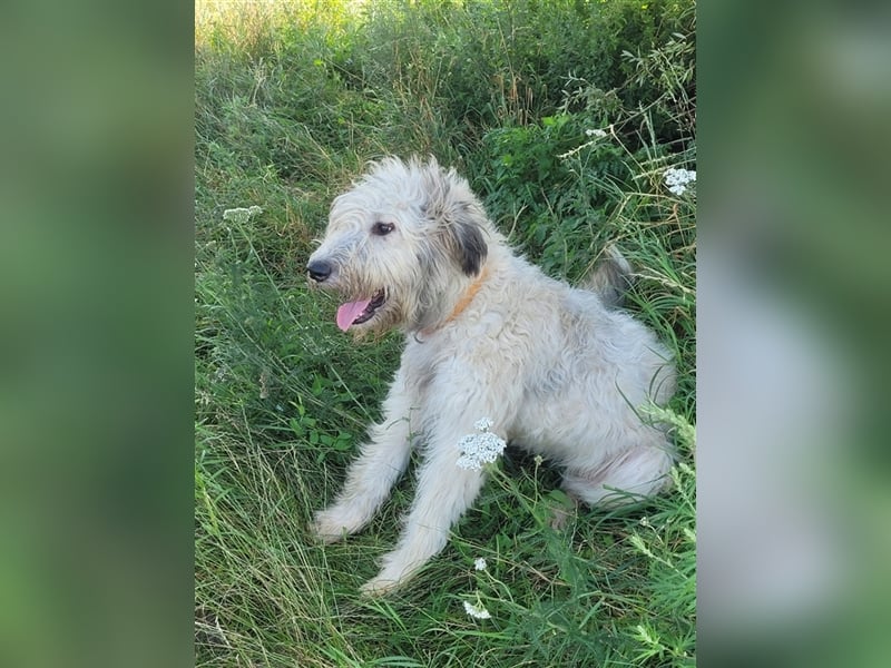Irische Wolfshund Mischlinge