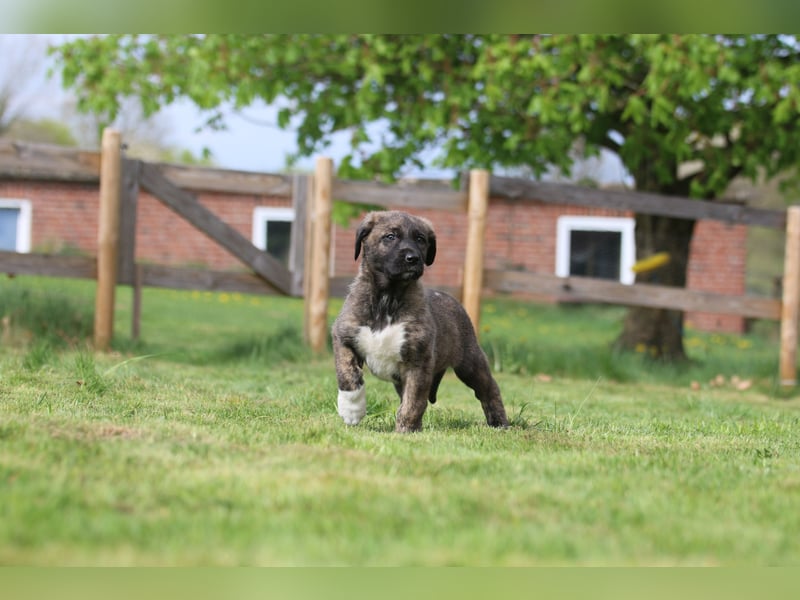 Mischlinge Welpen irisher wolfshund