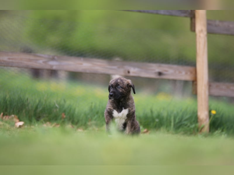 Mischlinge Welpen irisher wolfshund