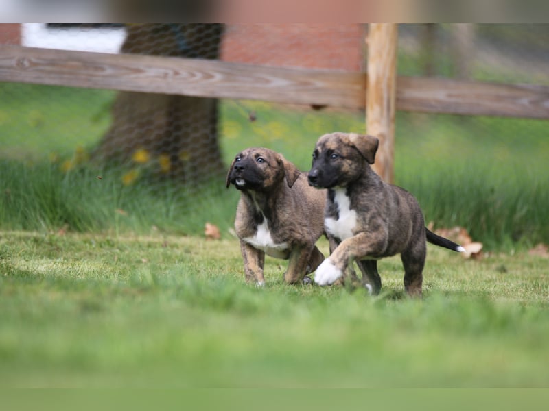 Mischlinge Welpen irisher wolfshund
