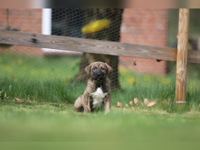 Mischlinge Welpen irisher wolfshund