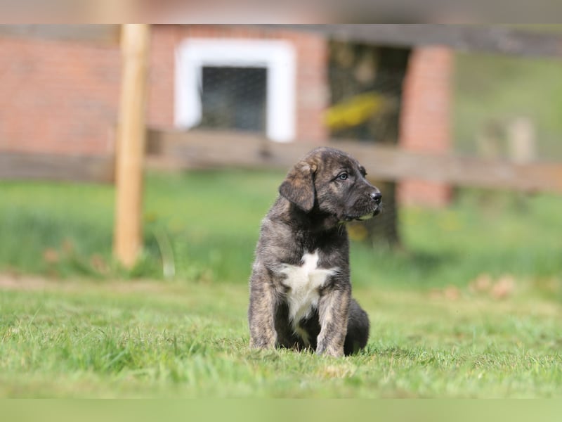 Mischlinge Welpen irisher wolfshund