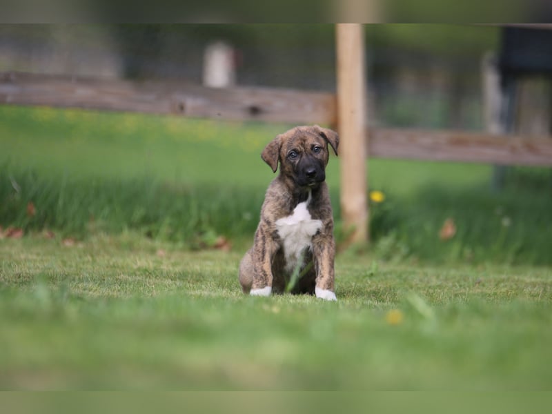 Mischlinge Welpen irisher wolfshund