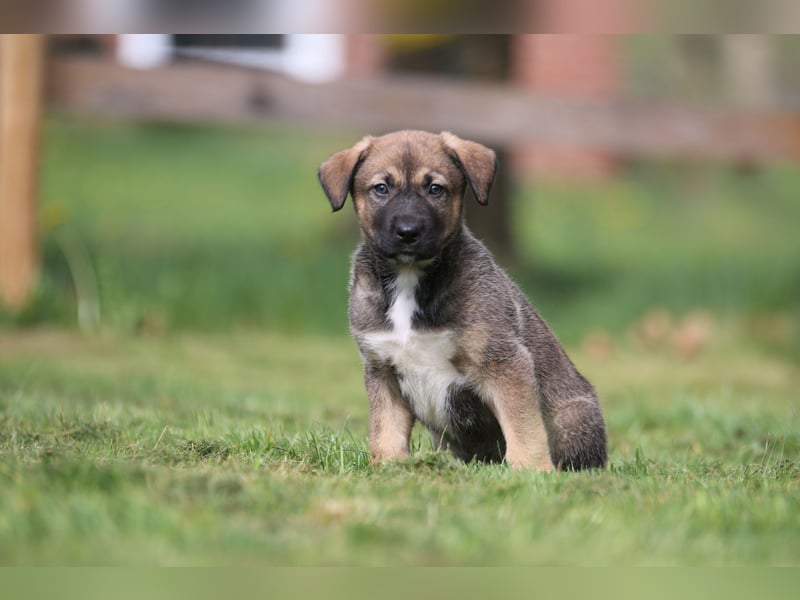 Mischlinge Welpen irisher wolfshund