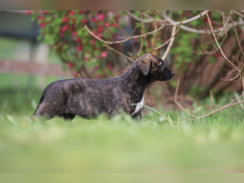 Mischlinge Welpen irisher wolfshund