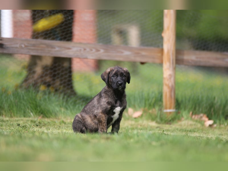 Mischlinge Welpen irisher wolfshund