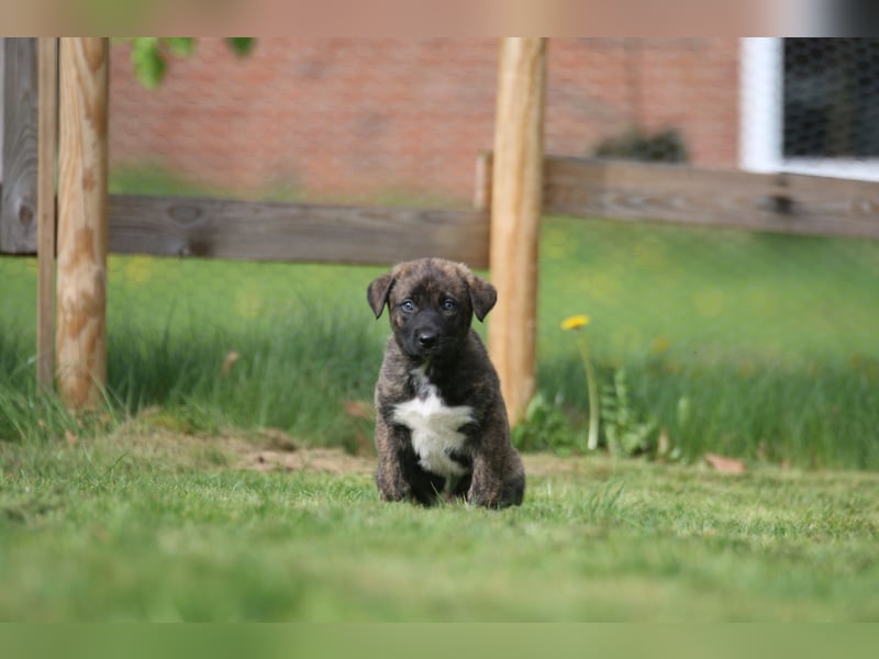 Mischlinge Welpen irisher wolfshund