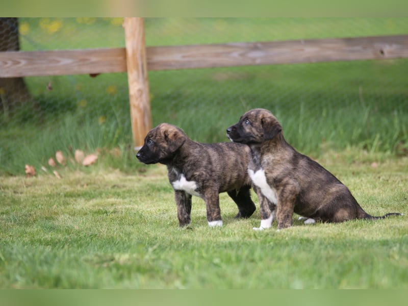 Mischlinge Welpen irisher wolfshund