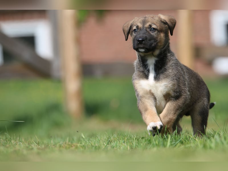 Mischlinge Welpen irisher wolfshund