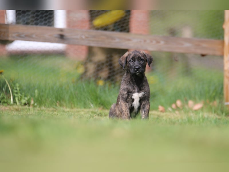 Mischlinge Welpen irisher wolfshund
