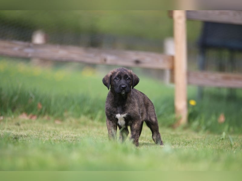 Mischlinge Welpen irisher wolfshund