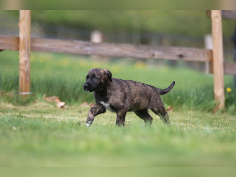 Mischlinge Welpen irisher wolfshund