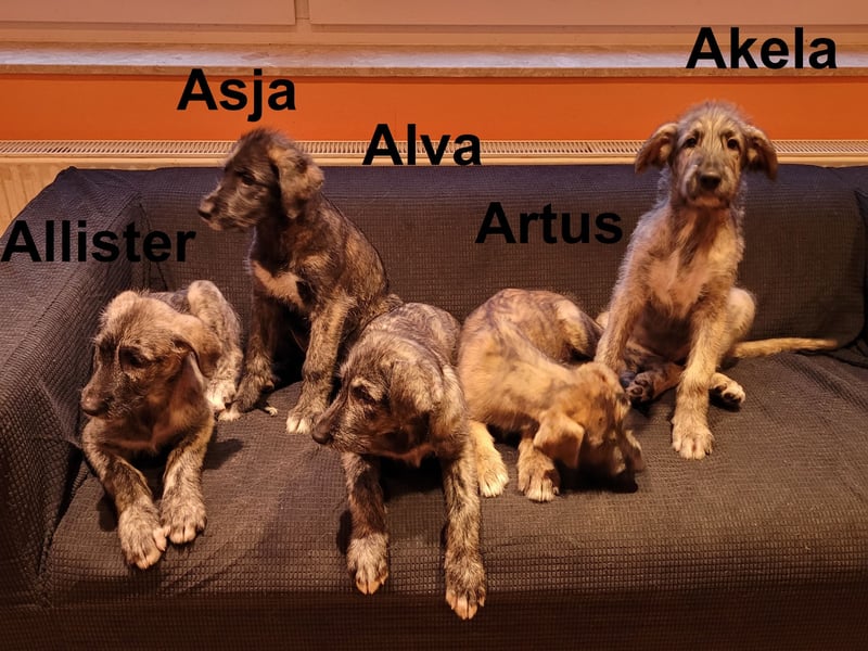 3 Irische Wolfshund Welpen